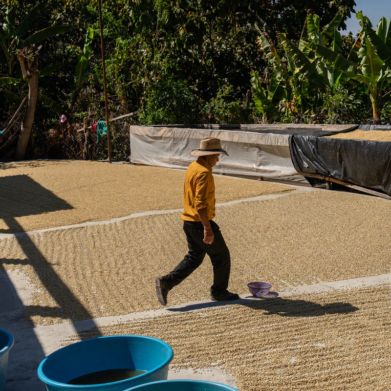 Guatemala - El Pacayal, Washed Filter