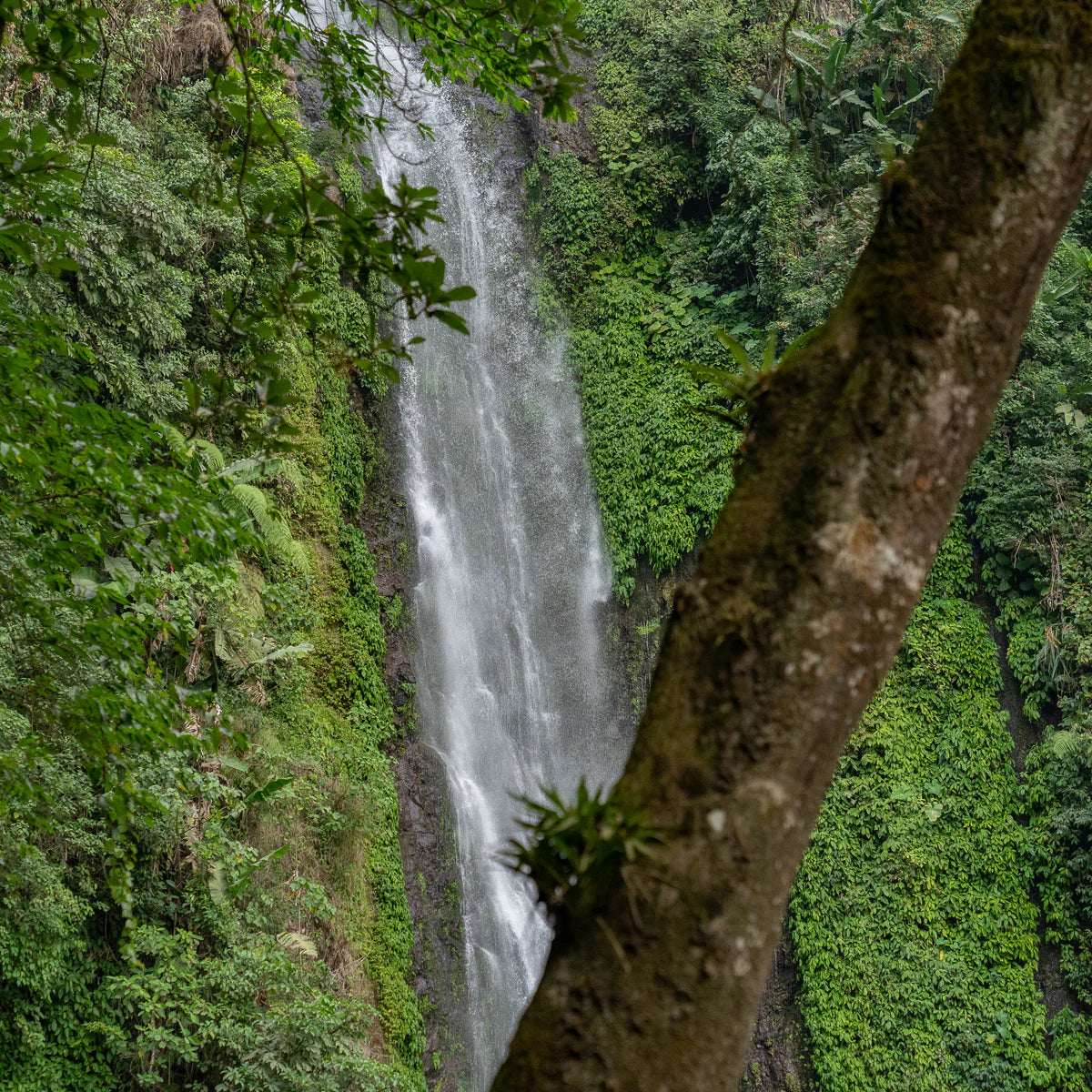 Guatemala - El Vergel, Natural Espresso