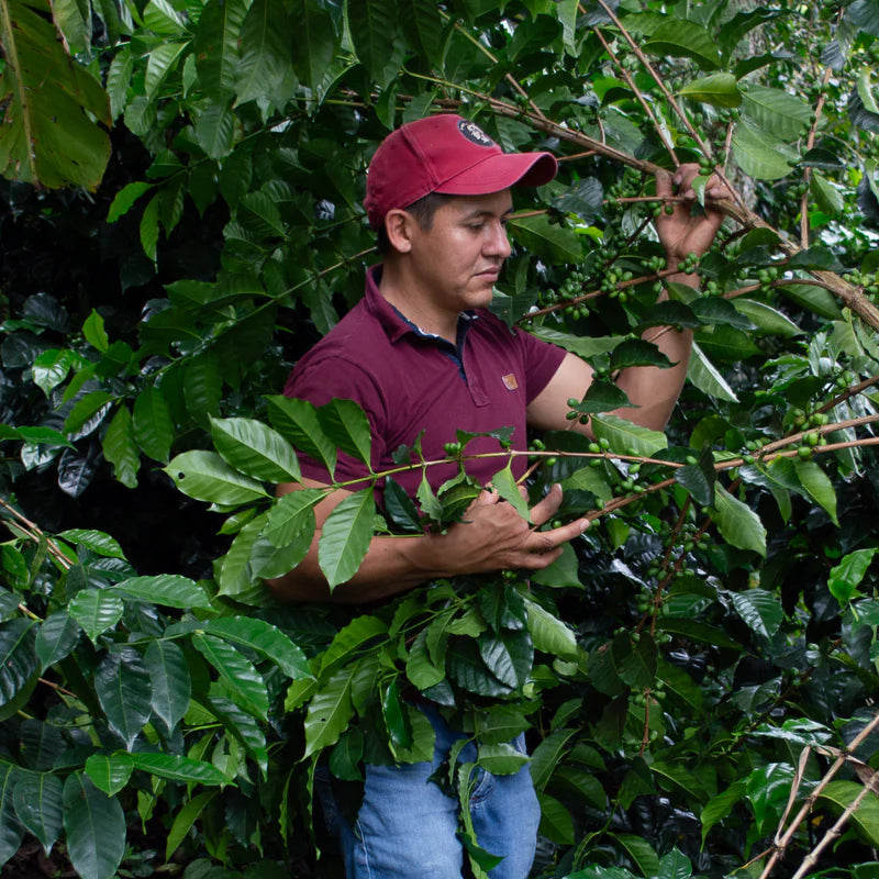 Colombia - Jorge Rojas, Anaerobic Natural Filter