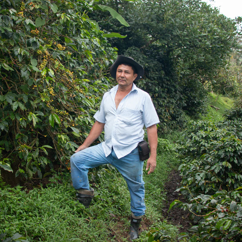 Colombia - Henry Ramirez, Washed Espresso | Regenerative Organic Certified