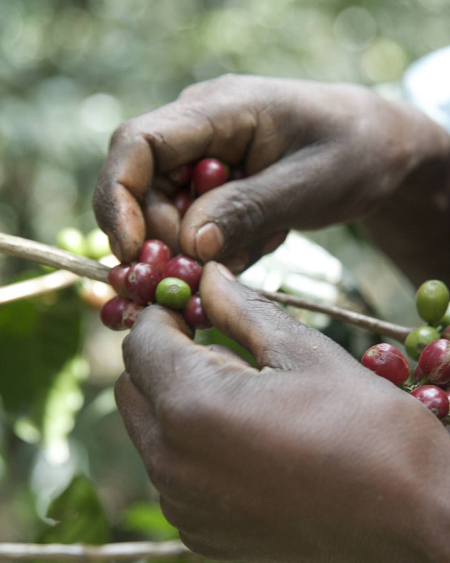 Ethiopia Chelbesa